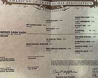 all-around-cutting-thoroughbred-horse