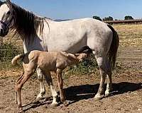 lusitano-mare