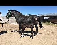 lusitano-horse-for-sale
