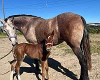 lusitano-horse