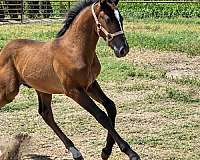 lusitano-colt