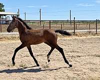 colts-for-sale-lusitano-horse
