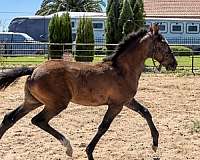 few-lusitano-horse