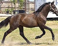lusitano-filly