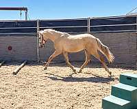 lusitano-horse-for-sale