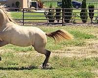lusitano-horse