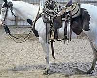 foundation-youth-filly