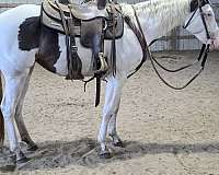 foundation-youth-horse
