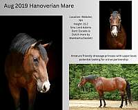 dressage-show-hanoverian-horse