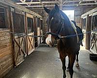 hanoverian-mare