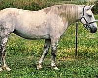 grey-draft-mare-foal
