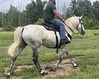 grey-morgan-mare-foal