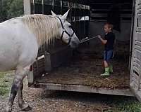 grey-percheron-mare-foal