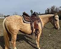 quarter-horse-mare