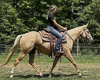 quarter-horse-for-sale