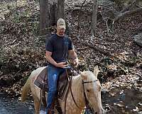 quarter-horse