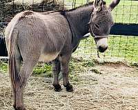grey-donkey-miniature
