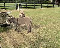 grey-donkey-colt