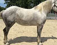 grey-mare-for-sale