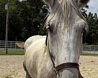 18-hand-percheron-mare