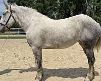 grey-percheron-mare