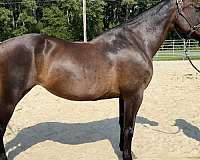 bay-mare-for-sale