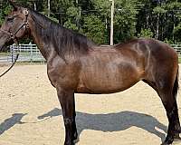 bay-draft-mare