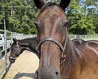 15-hand-draft-mare