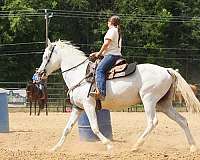 barrel-half-arabian-pony