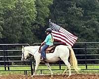 experienced-half-arabian-pony