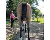 all-around-appendix-horse