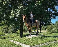 athletic-appendix-horse