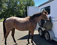 bay-roan-white-half-pastern-on-both-hinds-horse