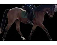 dressage-appendix-horse