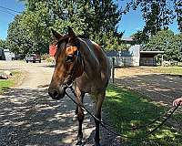 white-half-pastern-on-both-hinds