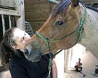 eventing-appendix-horse