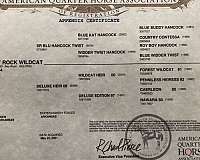 natural-horsemanship-training-appendix-horse