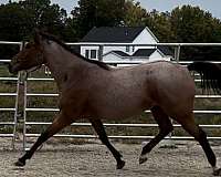 ranch-appendix-horse