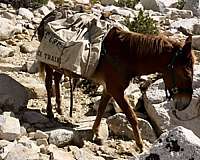 pack-mule-filly-foal