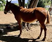 mule-filly-foal