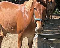 endurance-filly-foal