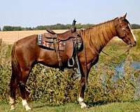 athletic-morgan-horse