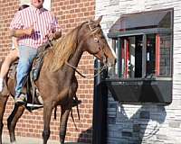 beginner-morgan-horse
