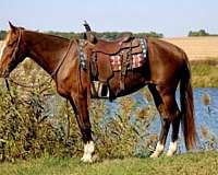 calf-roping-morgan-horse