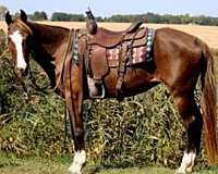 companion-morgan-horse
