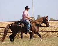 cutting-morgan-horse