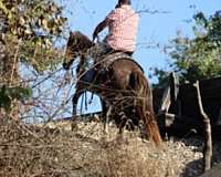 cutting-prospect-morgan-horse