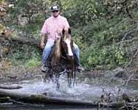 driving-morgan-horse