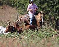 attention-morgan-horse
