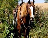 buy-morgan-horse